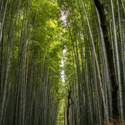 梦幻仙游记ol官方版